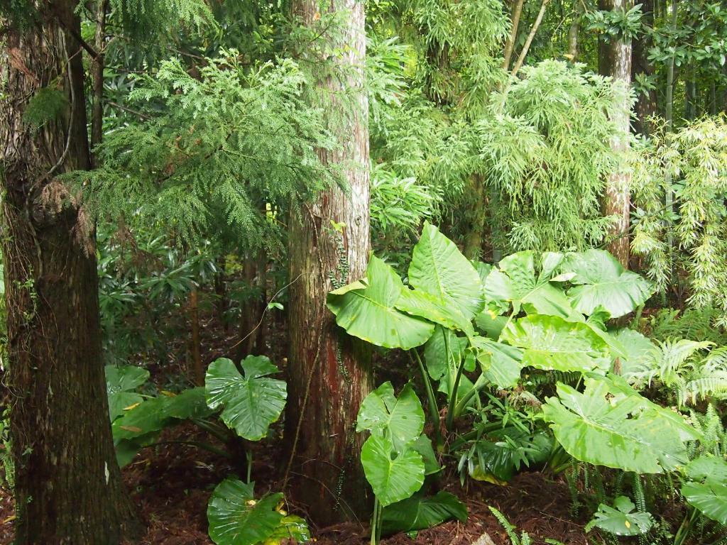 Wa No Cottage Sen-No-Ie Yakushima  Eksteriør billede